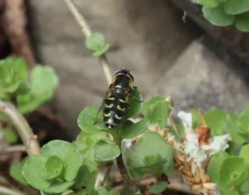 Frühe Großstirnschwebfliege