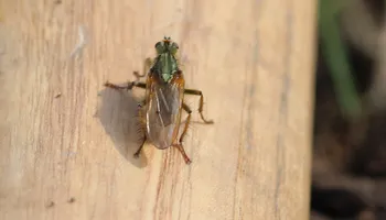 Schmutzige Dungfliege