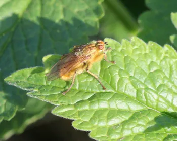 Gelbe Dungfliege