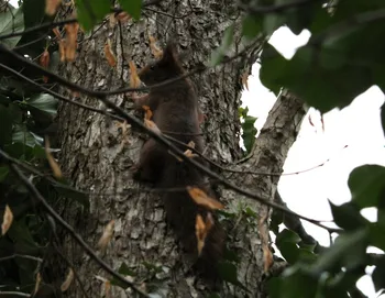 Europäisches Eichhörnchen