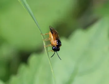 Zierliche Gräserblattwespe