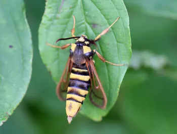 Hornissen-Glasflügler