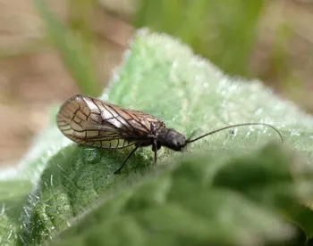 Gemeine Wasserflorfliege