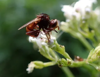 Gemeine Breitstirnblasenkopffliege
