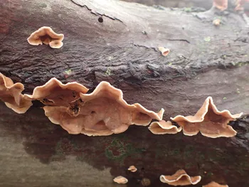 Striegeliger Schichtpilz