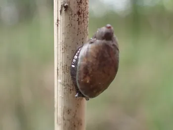 Gemeine Bernsteinschnecke