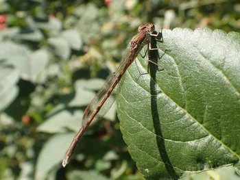 Gemeine Winterlibelle