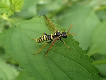 Braunwurz-Blattwespe