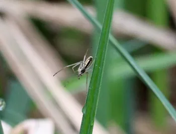 Gewöhnliche Streckerspinne