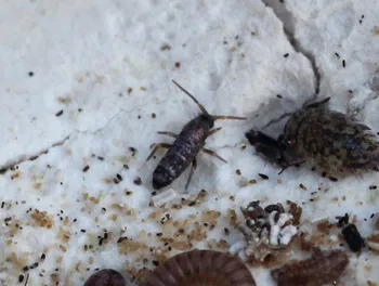 Glänzender Springschwanz