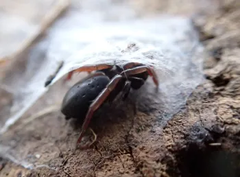 Gewöhnliche Stiefelspinne