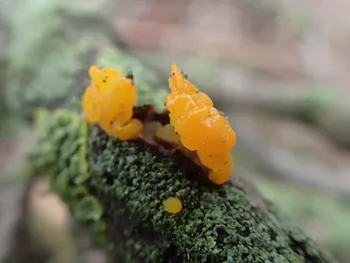 Goldgelber Zitterling