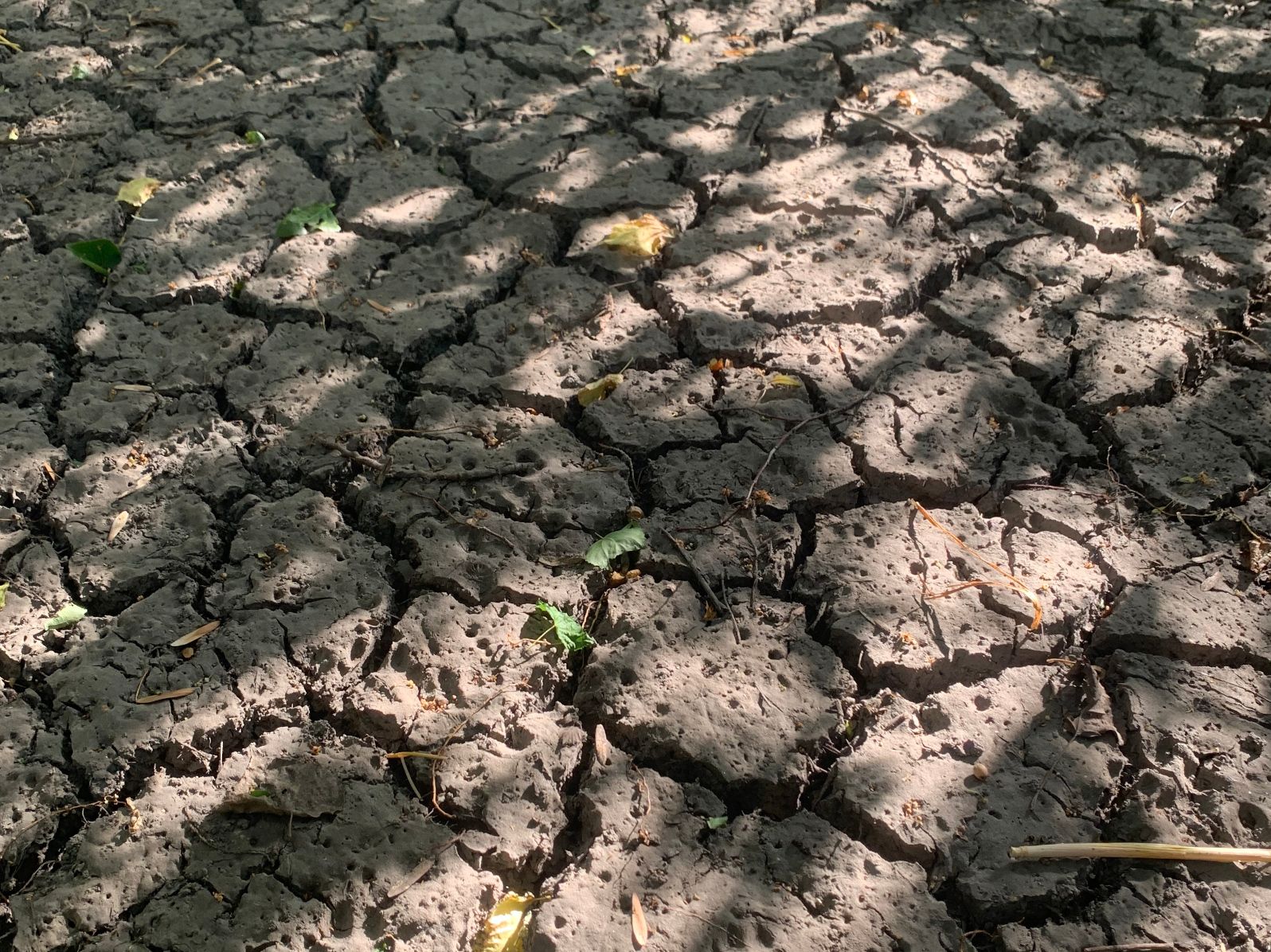 Trockener Sommer 2026