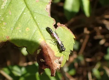 Trypoxylon-Grabwespe (alle)