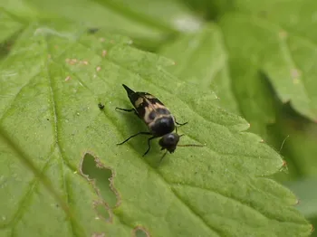 Gebänderter Stachelkäfer