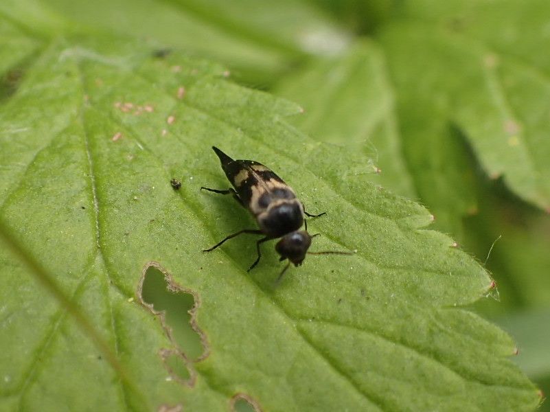 Gebänderter Stachelkäfer