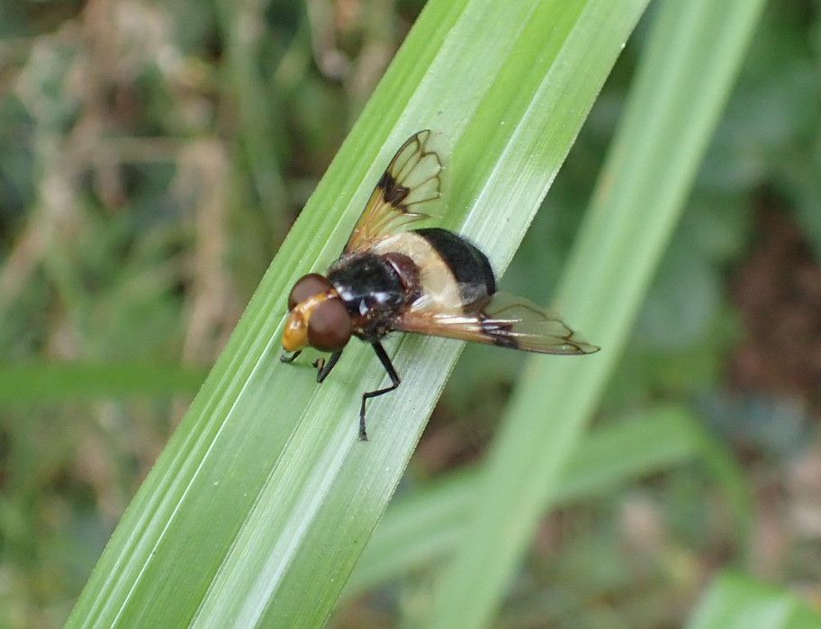Gemeine Waldschwebfliege