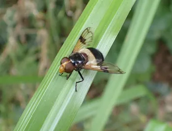 Gemeine Waldschwebfliege