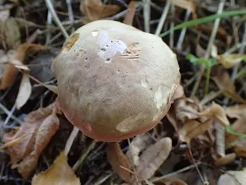 Filzröhrling (alle)