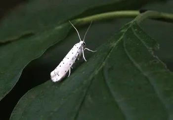 Pfaffenhütchen-Gespinstmotte