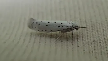 Yponomeuta-Gespinstmotte (alle)