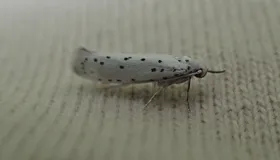 Yponomeuta-Gespinstmotte (alle)