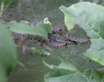 Pflaumen-Gespinstmotte